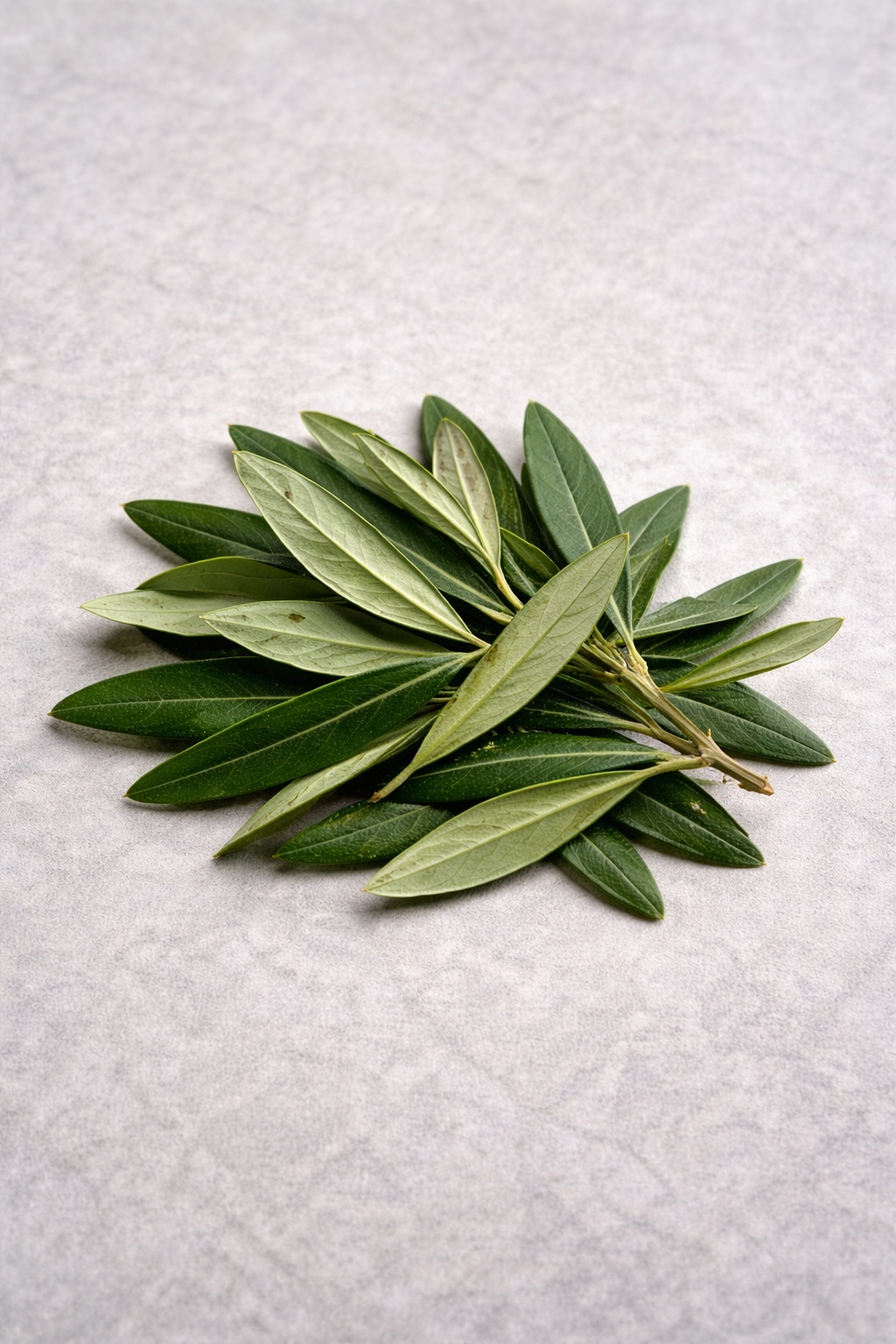 hoja de Olivo , seca y envasada variedad "Acebuche" (pide otra variedad)